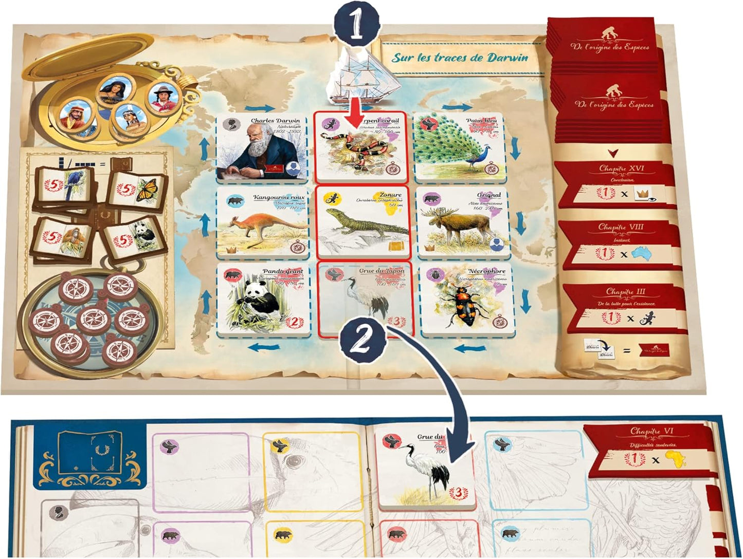 In the Footsteps of Darwin | Tile Laying Board Game | Ages 8+ | 2 to 5 Players | 30 Minutes